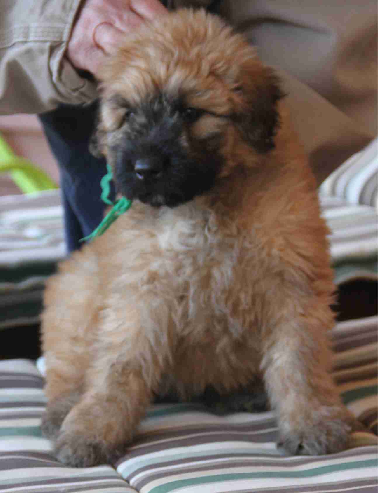 GINGER